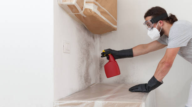 Professional Mold Remediation technician working in Petersburg, MI