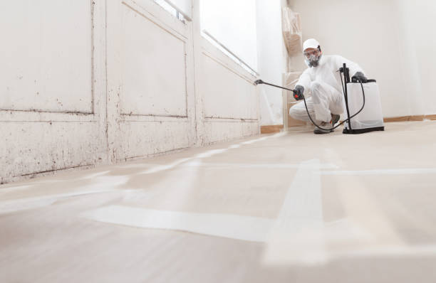 24/7 Emergency Mold Remediation experts in Petersburg, MI