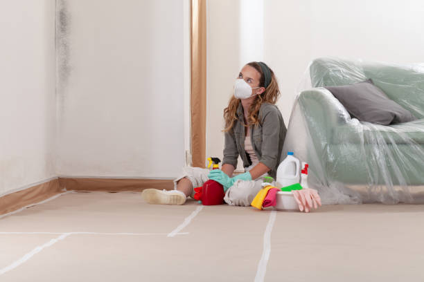 Reliable Mold Remediation contractor in Petersburg, MI by Cheap Mold Removal
