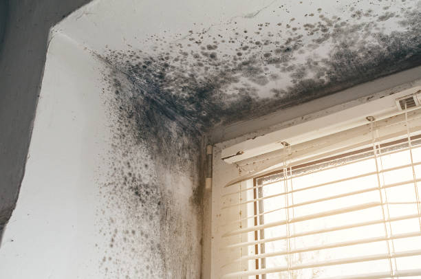 Affordable Mold Remediation solutions in Petersburg, MI